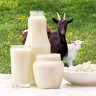 Beneficiile consumului de lapte de capra
