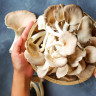 Ciuperci pleurotus: ce sunt si ce beneficii au