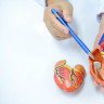 Valve cardiace: functionare, afectiuni si tratament