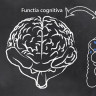 Probioticele pot ameliora functia cognitiva si starea de spirit