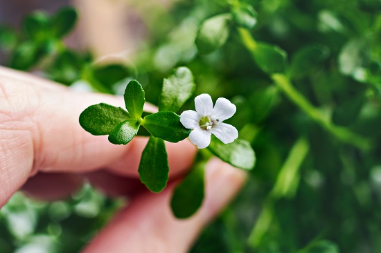 Bacopa-monnieri 