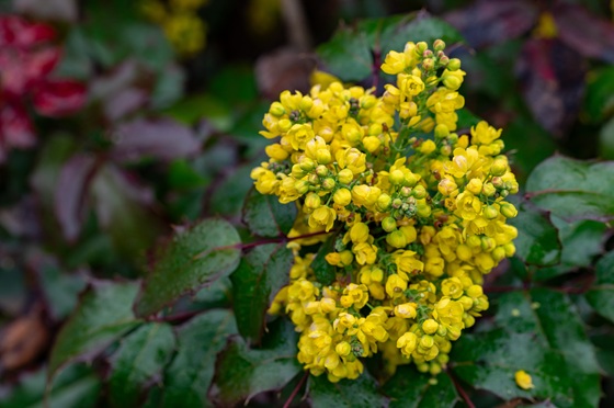 Berberine