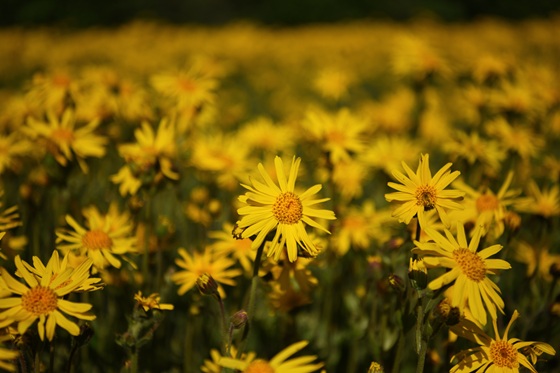 Crema-arnica