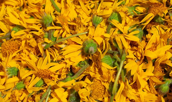 Crema-de-arnica