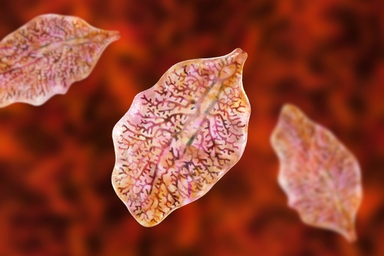 fascioloza-hepatica-simptome-si-tratament