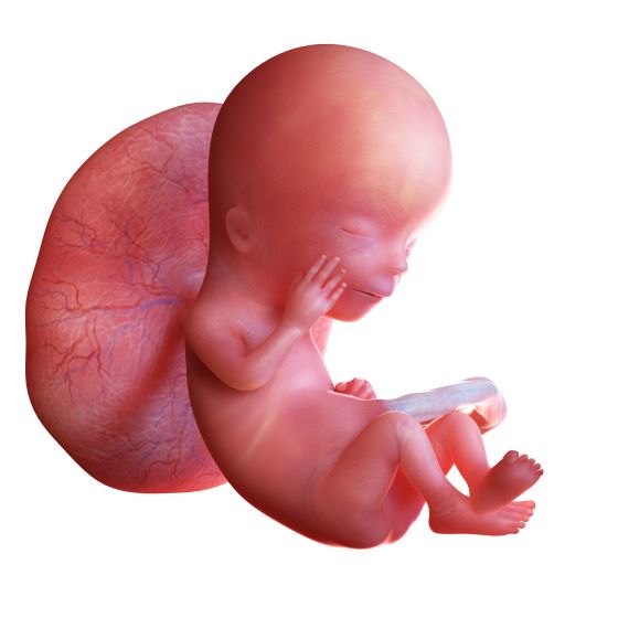 fetus-saptamana-13-de-sarcina