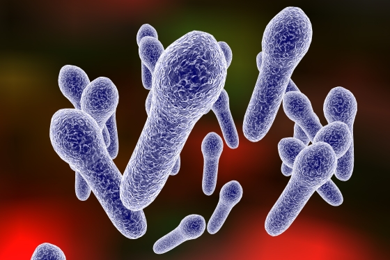 gangrena-gazoasa-este-cauzata-de-bacteriile-Clostridium-perfringens