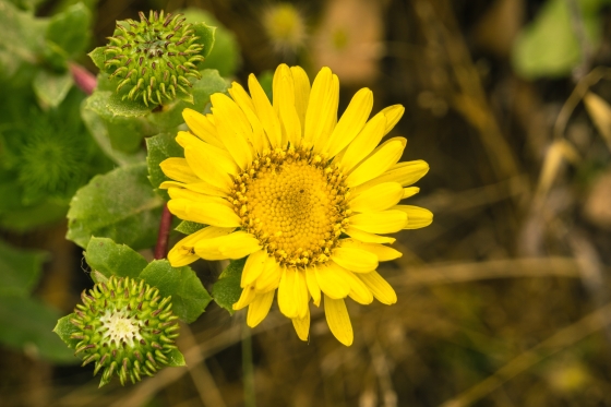 grindelia-robusta-beneficii