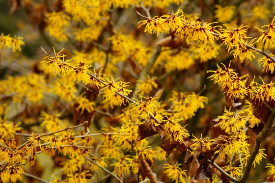 hamamelis