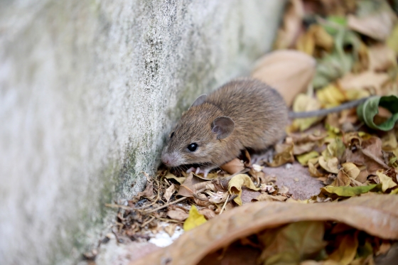 infectia-cu-hantavirus-diagnostic-si-tratament