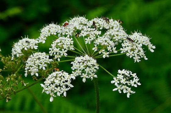 Heracleum-sphondylium