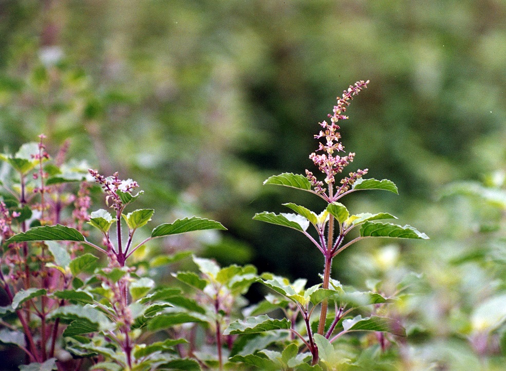 Cum sa tratezi impotenta - Ceaiuri si plante medicinale pentru impotenta