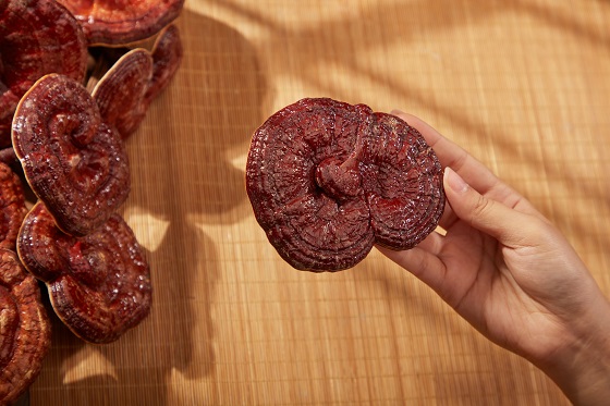 Reishi