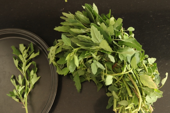 talpa-gastei-utilizari-si-beneficii