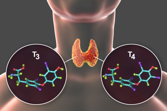 testarea-hormonilor-tiroidieni-t3-t4