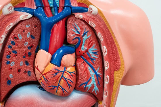 Vena-cava