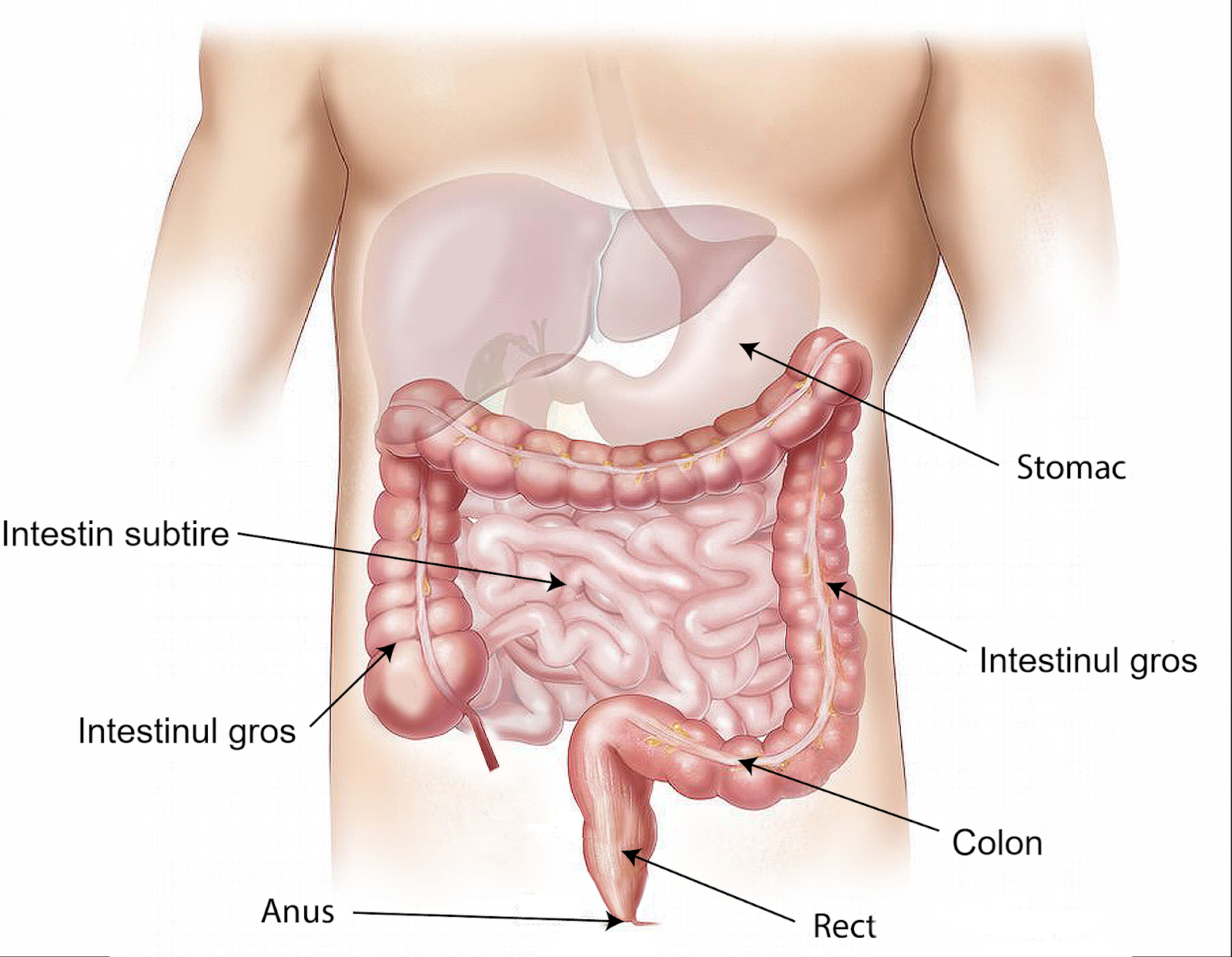 Structura și funcția intestinului subțire