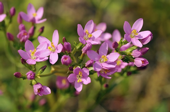 centaurium-erythraea