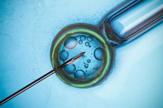 embryos fiv