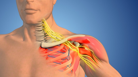 anatomie plex brahial