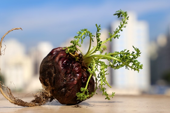 peruvian-ginseng