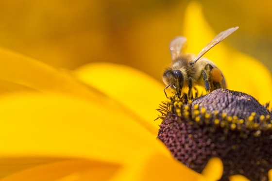 despre-polen-crud