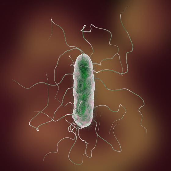 informatii-despre-infectia-cu-proteus-mirabilis