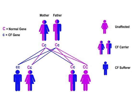 Ce este talasemia: cauze, tipologie, simptome, diagnostic, tratament si dieta | Bioclinica